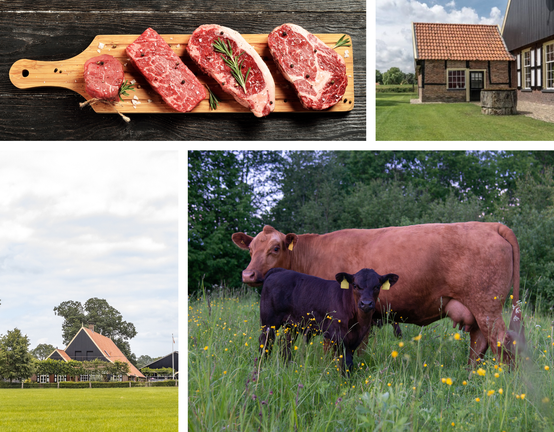 Collage site Twickel Black Angus Collage site Twickel Black Angus